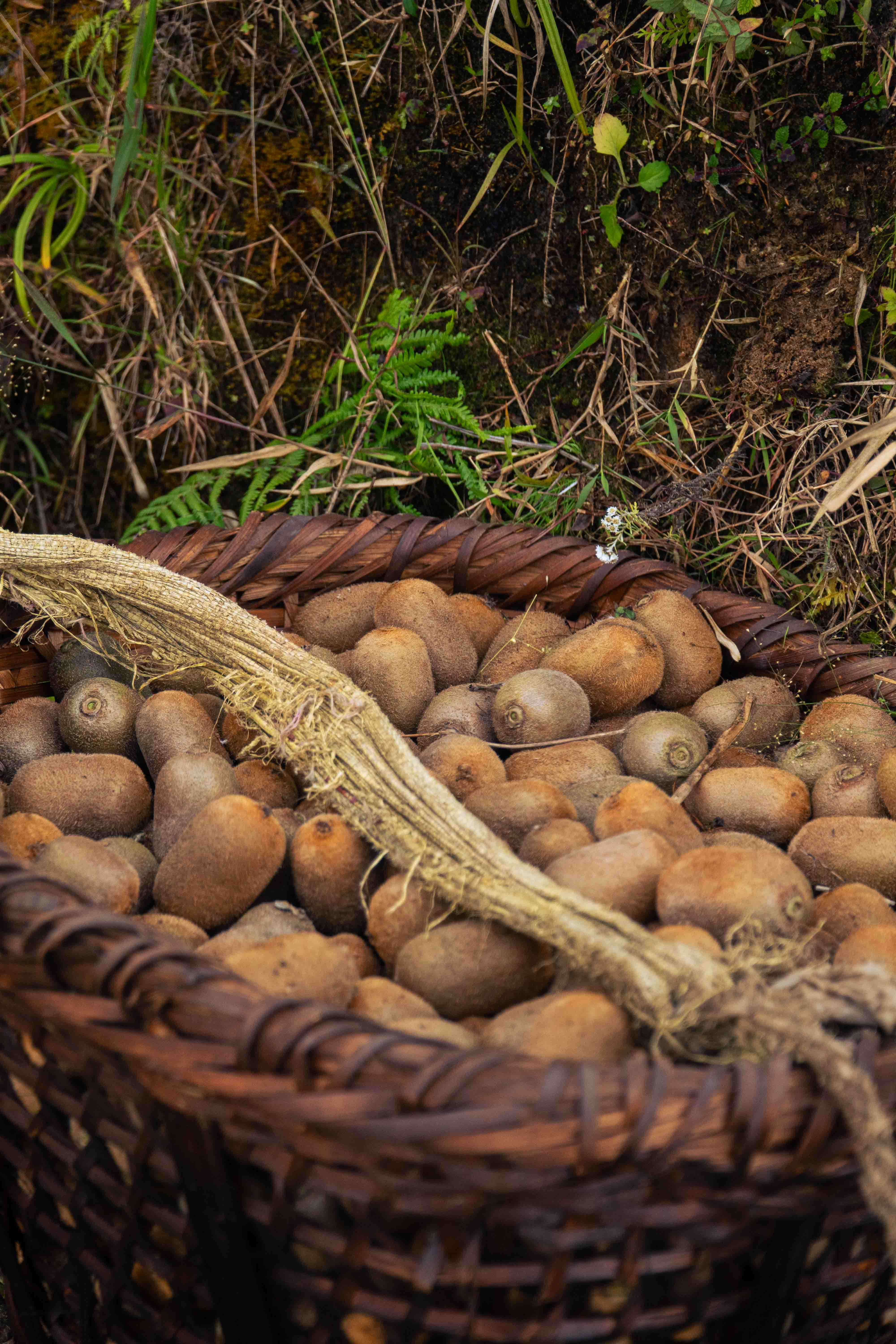 Himalayan landscape with orchards